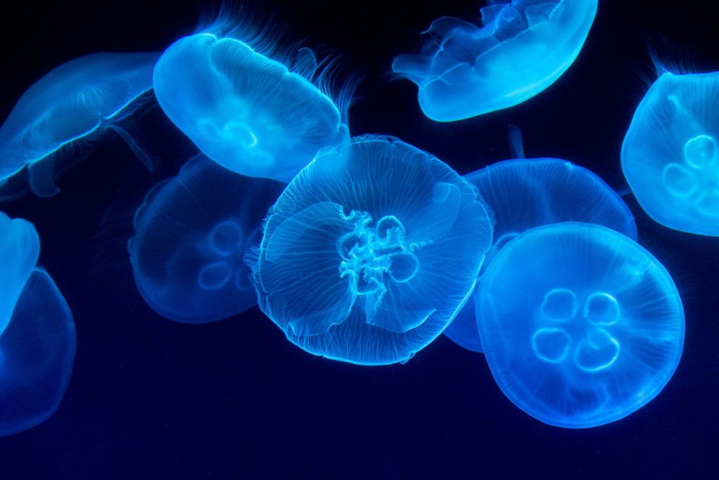 Life in the gingerbread house: how fish need jellies more than we thought