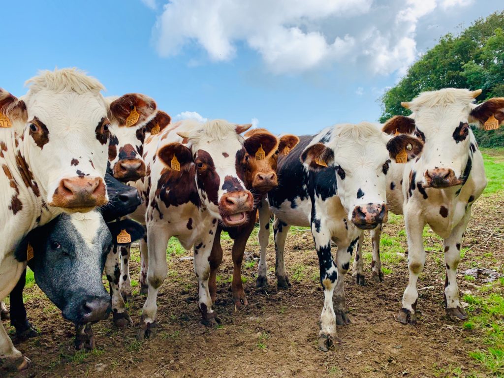 The race is on to hack cow burps and help save the planet
