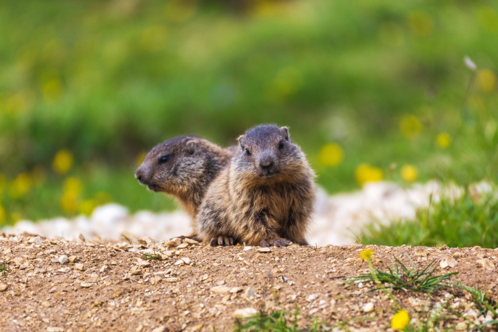 Marmots need not worry about being an ‘older mum’