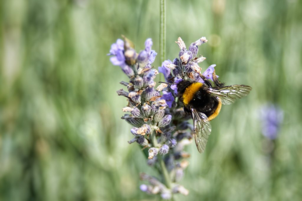 How well do you know your bumblebees?