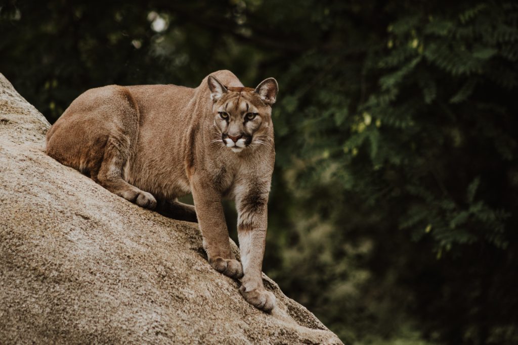 Study shows how mountain lions adapt their behaviour to save energy to survive on mountains