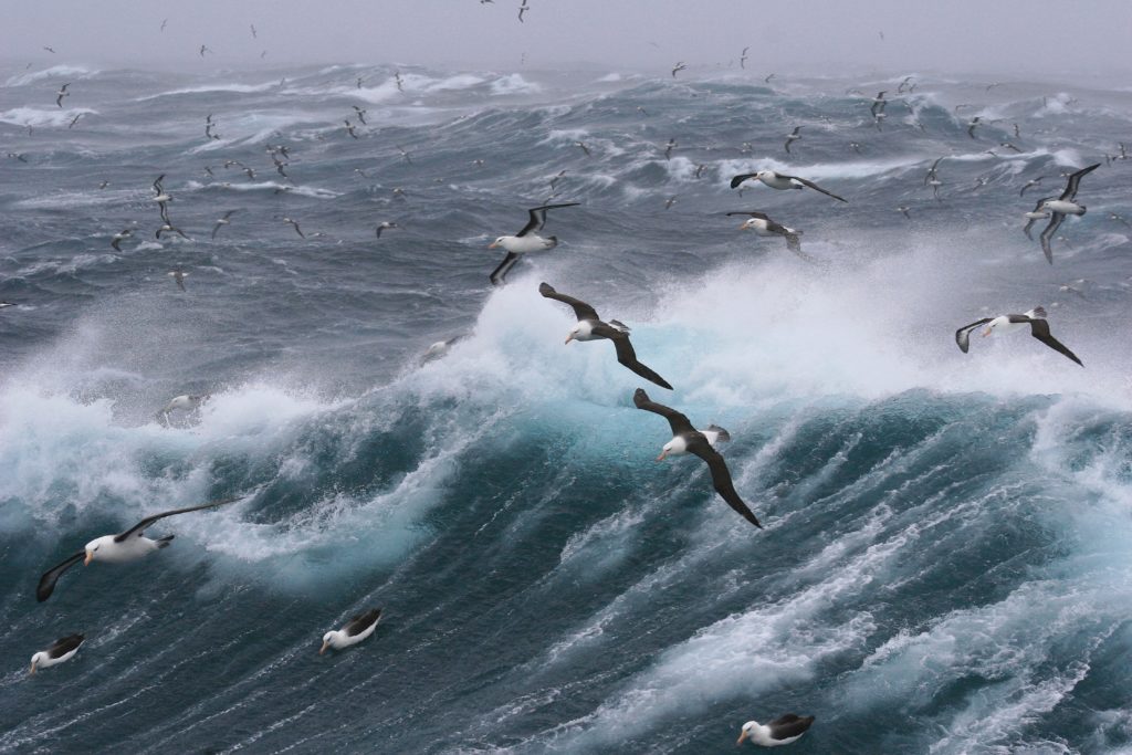 Threatened seabirds have better survival chance if they migrate for winter