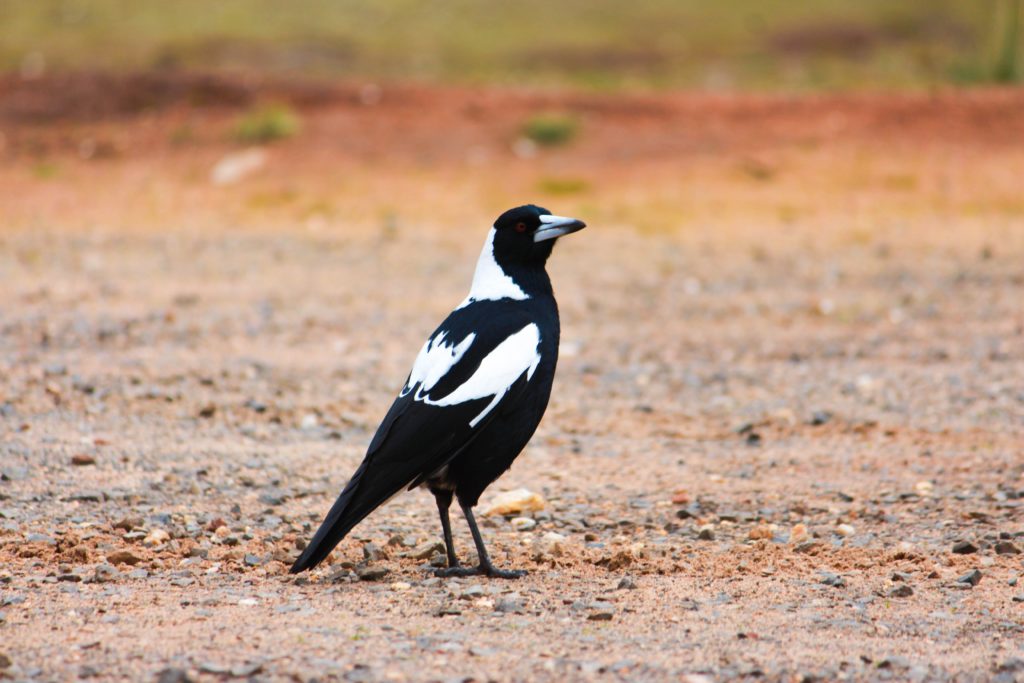 Smart birds are copycats