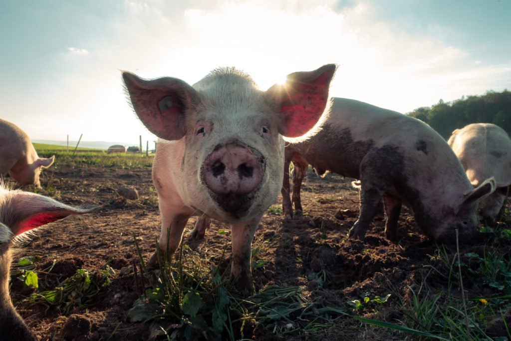 New research method reveals significant reduction in carbon footprint of British pig farms