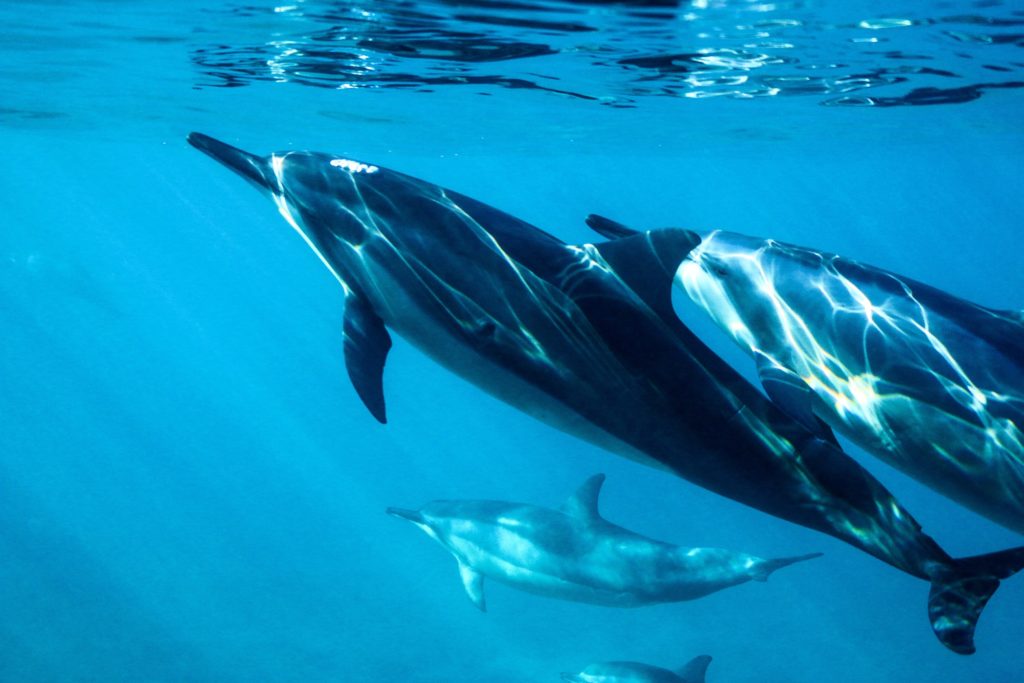 New insights into whales and dolphins highlight conservation threat