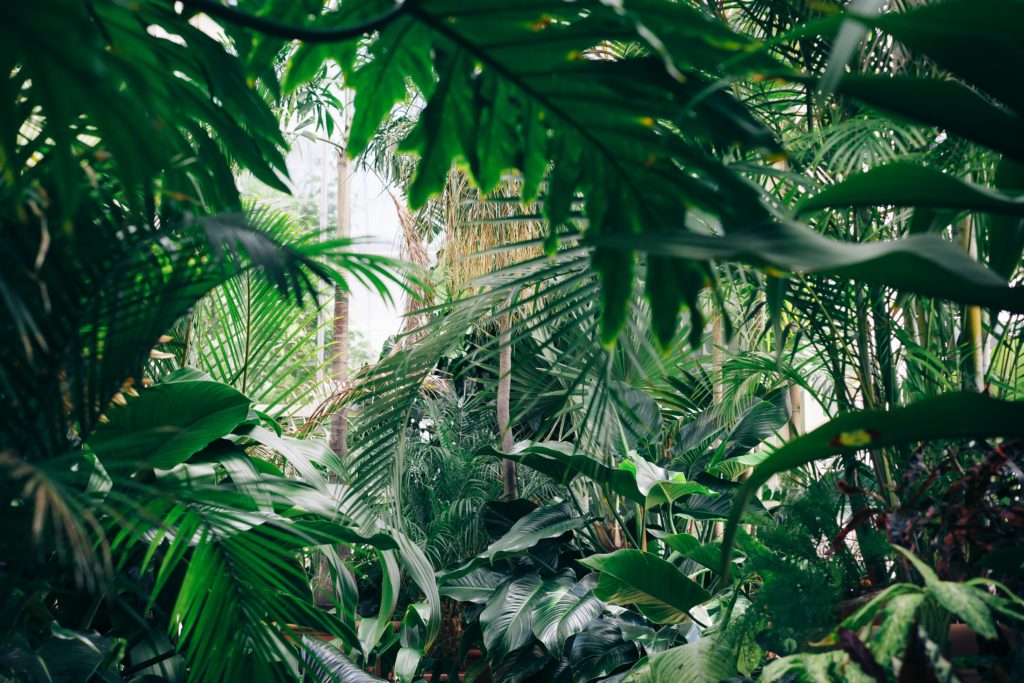Regrowing a tropical forest – is it better to plant trees or leave it to nature?