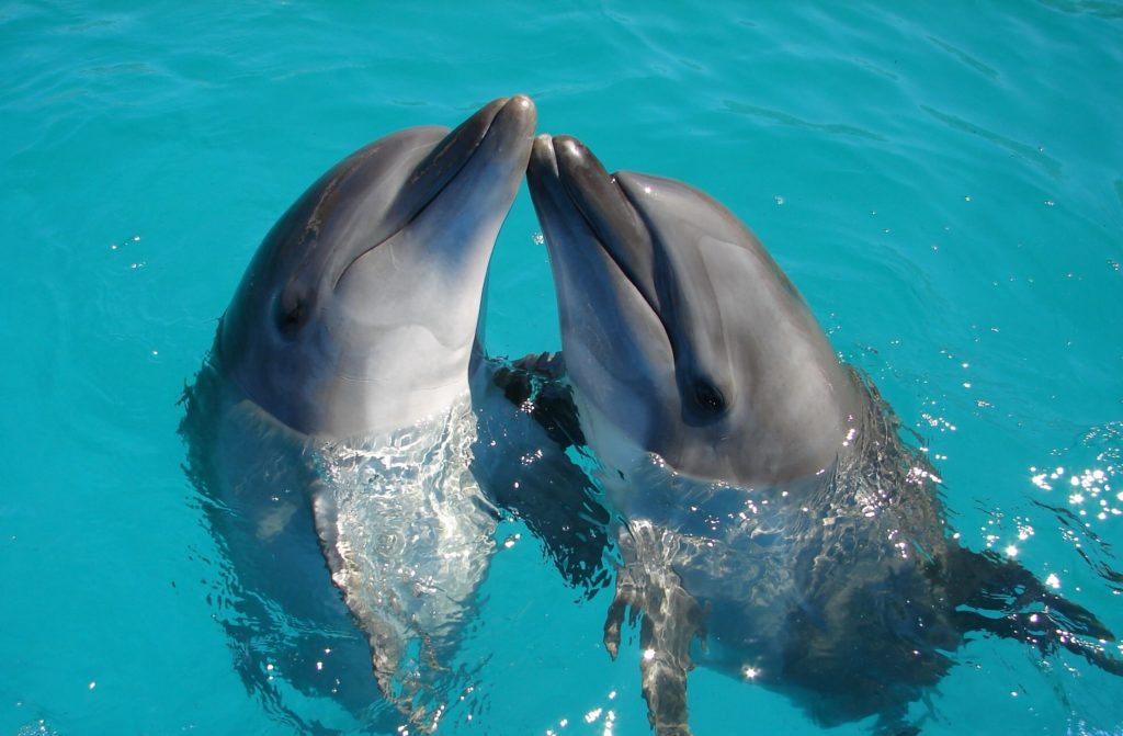 Potential risk to dolphins due to unique fasting habits