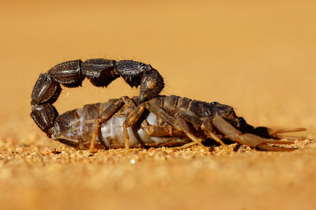 Scorpion sting might save lives from coronavirus