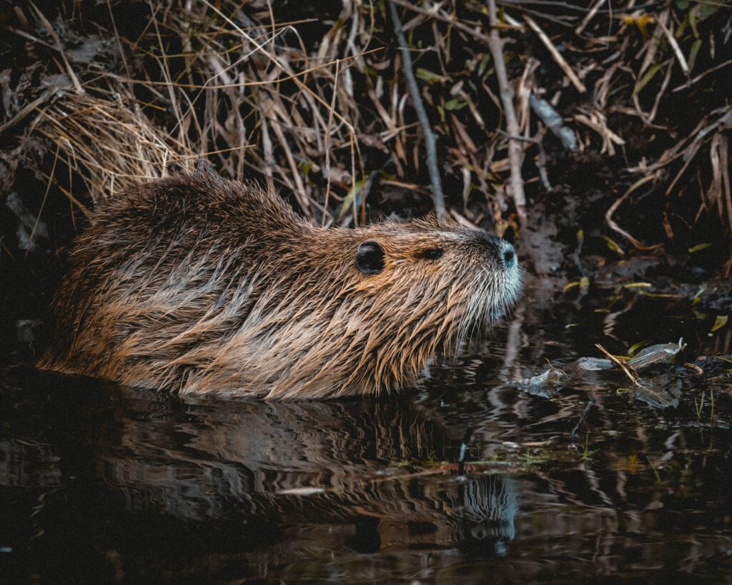 Planning for a future with beavers in Scotland