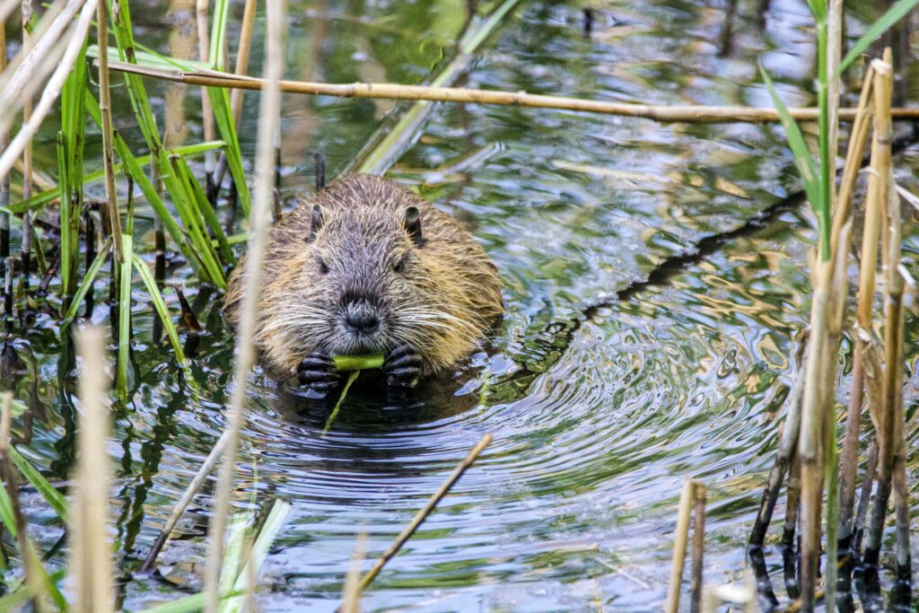 Major new study shows role beavers could play in restoring Scotland’s rivers