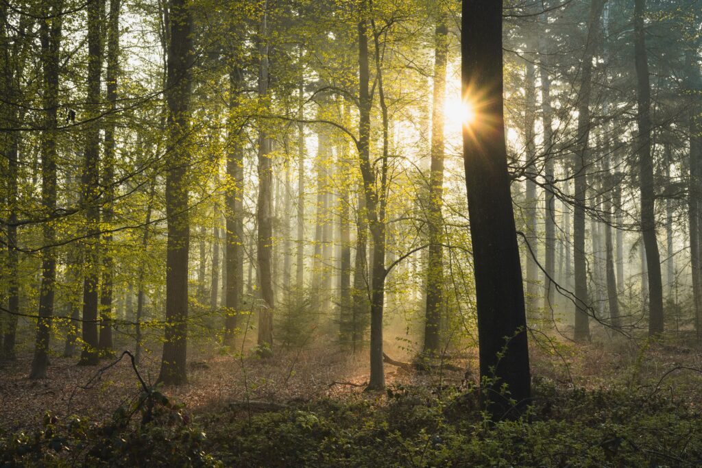 Aberdeenshire community woodlands could offset carbon emissions of 80 residents