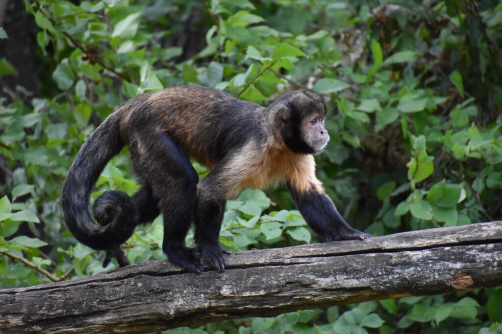 Hooded capuchin monkey at higher risk of extinction than realised