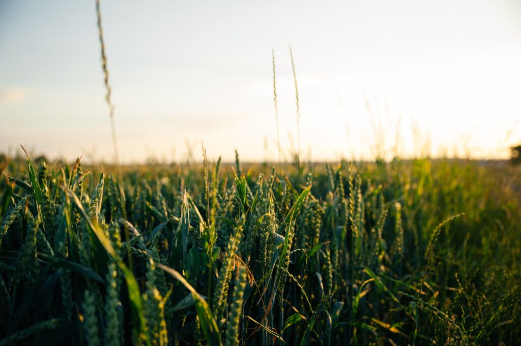 Soil quality key to increasing crop production and resilience to climate change