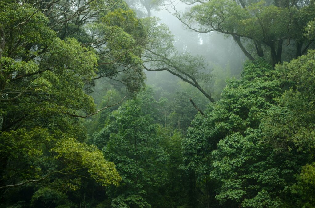 Research on world’s largest tree group will help conservation and management of rain forests