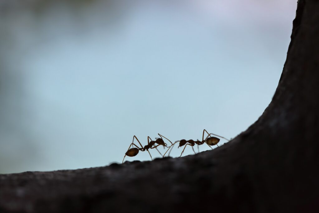 Invasive pests have cost New Zealand billions