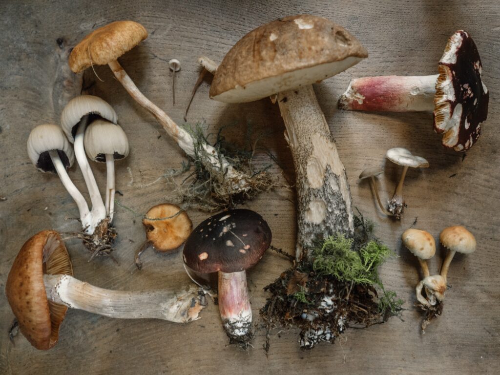 The potential of natural fungi for psychedelic drug treatments