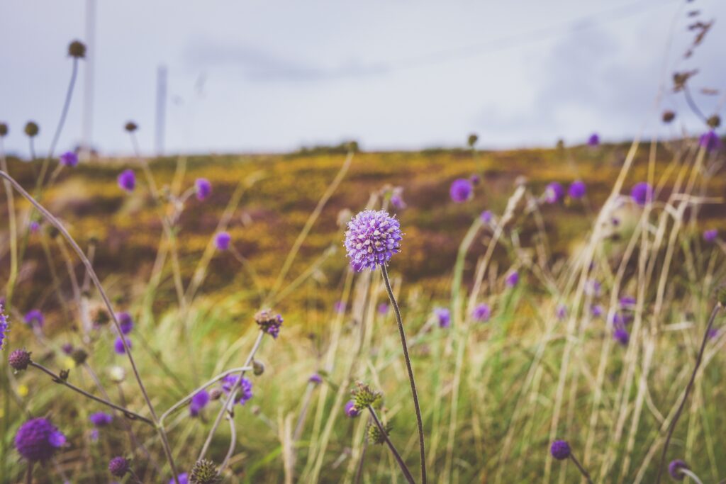 Why is machair so hospitable to bees?