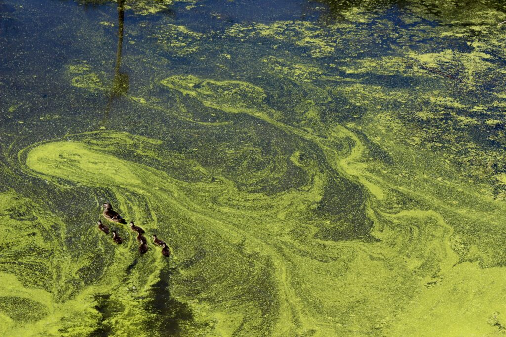 QUB research at the cutting edge of tackling blue green algae in Lough Neagh